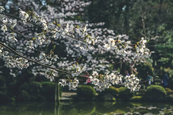 Japan Kyoto Heian Shrine Gardens Chertree — 스톡 사진