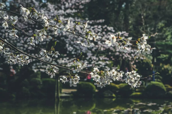 Japonia Kioto Heian Shrine Gardens Drzewo Wiśniowe — Zdjęcie stockowe
