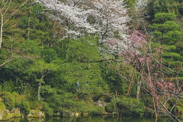 Апреля 2012 Kyoto Japan Heian Shrine Pond Spring Season — стоковое фото