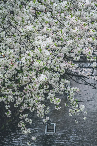 Belles Fleurs Cerisier Long Rivière Takase Kyoto Japon Avril 2012 — Photo