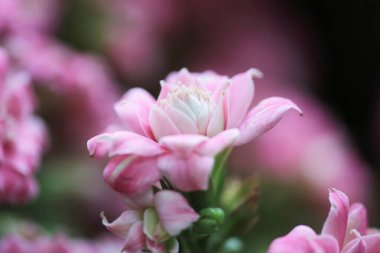 Doğa konsepti görüntüsü, çiçek ve bitkiler