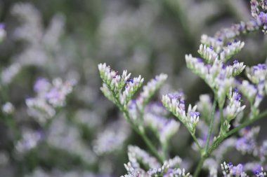 Provence 'de gün batımında bir lavanta çiçeği