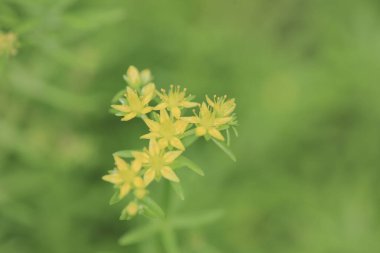 Süslü yosun filizleri yakın çekimde, sarı sedum,