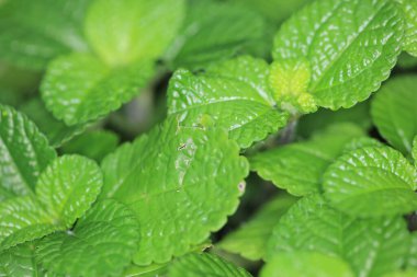 Doğa konsepti görüntüsü, çiçek ve bitkiler