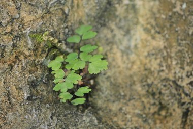 Doğa konsepti görüntüsü, çiçek ve bitkiler