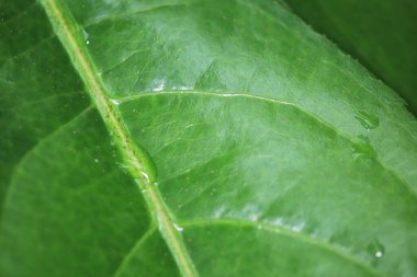 Doğa konsepti görüntüsü, çiçek ve bitkiler