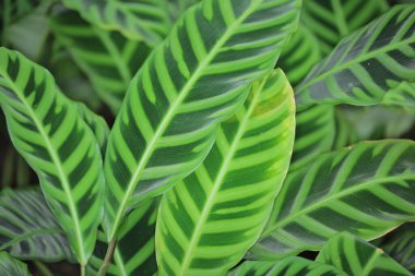 Doğa konsepti görüntüsü, çiçek ve bitkiler