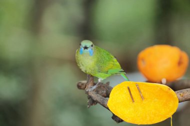 Dala tüneyen kuşun yakın çekimi, Chaiyaphum,