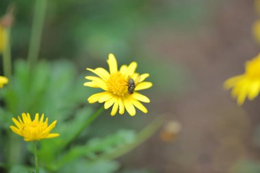 Sarı papatya çiçekleri, doğa konsepti.