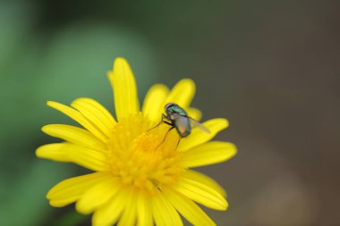 Sarı papatya çiçekleri, doğa konsepti.