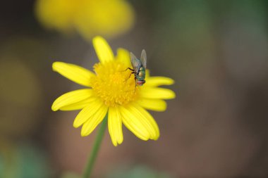 Sarı papatya çiçekleri, doğa konsepti.