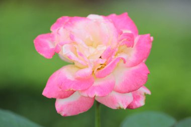 Gül çalısı, doğa konsepti resmi.