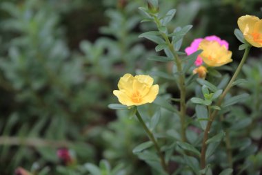 Yaban Domuzu, Küçük Yaban Domuzu veya Kedi Çiçeği