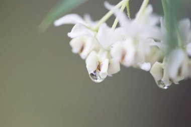 Beyaz renkli şirin çiçekler, Gomphocarpus physocarpus.