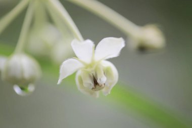 Beyaz renkli şirin çiçekler, Gomphocarpus physocarpus.