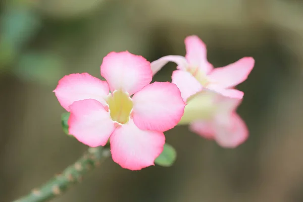 Την Εικόνα Έννοιας Της Φύσης Λουλούδι Και Φυτά — Φωτογραφία Αρχείου