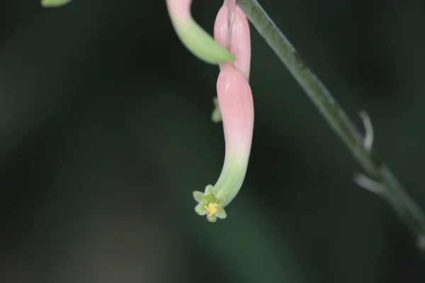 Das Naturbild Die Blume Und Die Pflanzen — Stockfoto