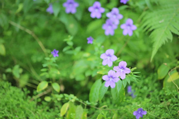 Purple Flowers Full Bloom Morning — Stock Photo, Image