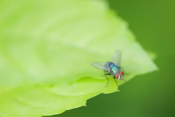 House Fly Fly House Fly Leaf — Stock Photo, Image