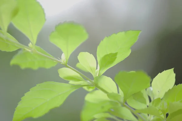 stock image the nature concept image, the flower and plants