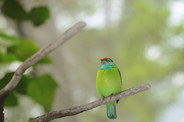Птица Сидящая Ветке Чайяпхум — стоковое фото