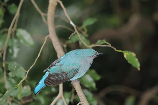 アジアの妖精ブルーバード美しいすべての青い鳥 — ストック写真