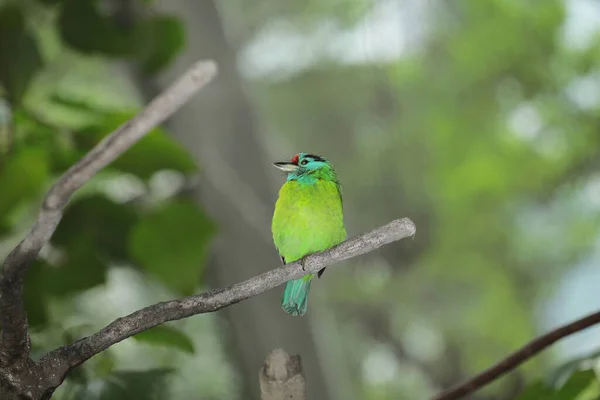 Close Bird Perching Branch Chaiyaphum — Stock Photo, Image