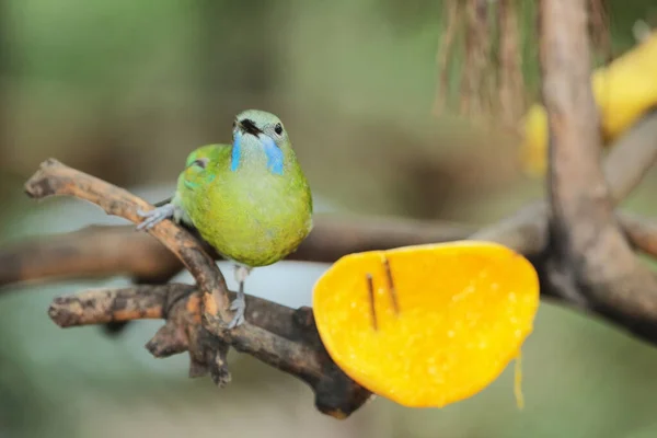 Zbliżenie Ptaków Siedzących Gałęzi Chaiyaphum — Zdjęcie stockowe