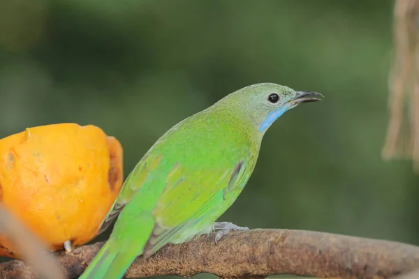 stock image a Close Up Of Bird Perching On Branch, Chaiyaphum,