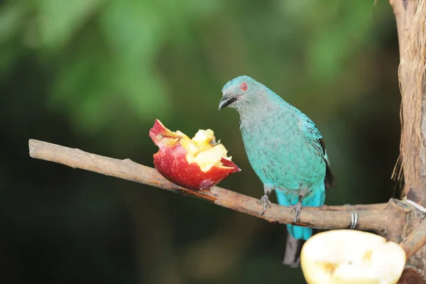 Asiático Fada Bluebird Bonito Todos Azul Pássaro — Fotografia de Stock