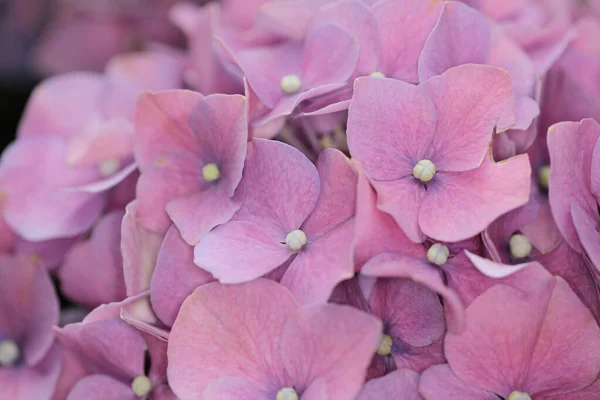 Крупним Планом Рослина Природа Квітка Пелюстка Лист — стокове фото