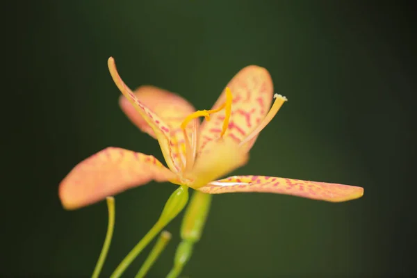 Wizerunek Koncepcji Przyrody Kwiat Rośliny — Zdjęcie stockowe