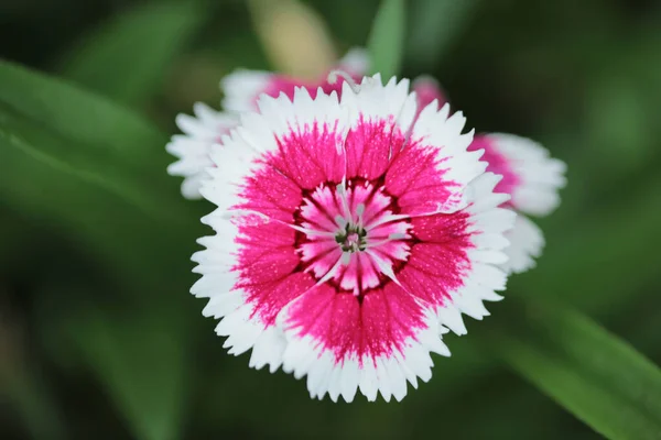 stock image Dianthus chinensis China Pink Flowers in the garden