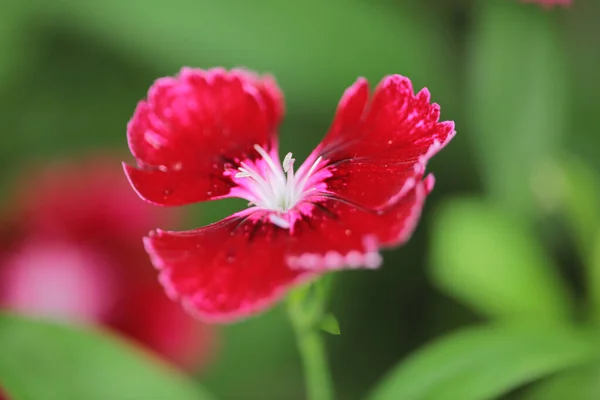 Dianthus Chinensis中国庭のピンクの花 — ストック写真