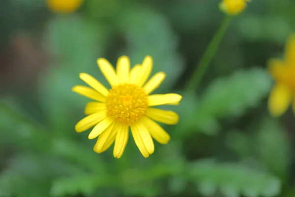 Flores Margarida Amarelas Imagem Conceito Natureza — Fotografia de Stock