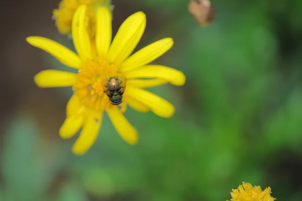 Das Gelbe Gänseblümchen Das Bild Der Natur — Stockfoto