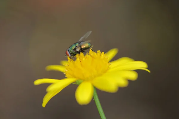Sarı Papatya Çiçekleri Doğa Konsepti — Stok fotoğraf