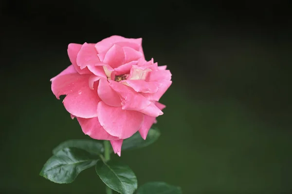 Der Rosenstrauch Das Bild Der Natur — Stockfoto