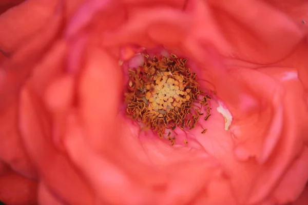 Роза Образ Природы — стоковое фото