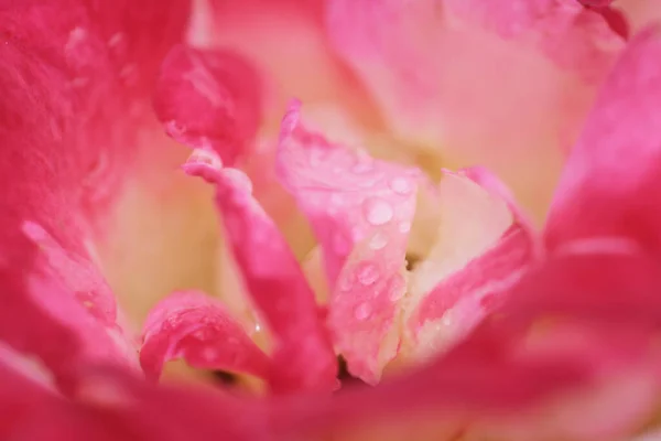 Arbusto Rosa Imagem Conceito Natureza — Fotografia de Stock