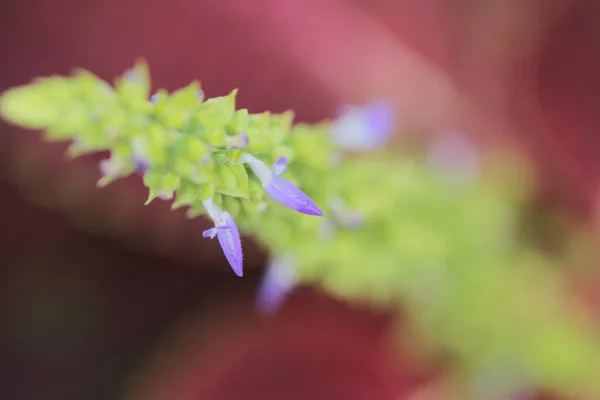 Nature Concept Image Flower Plants — Stock Photo, Image
