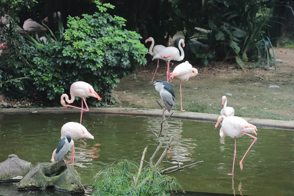 Güney Amerika Dan Bir Flamingo Kowloon Park — Stok fotoğraf