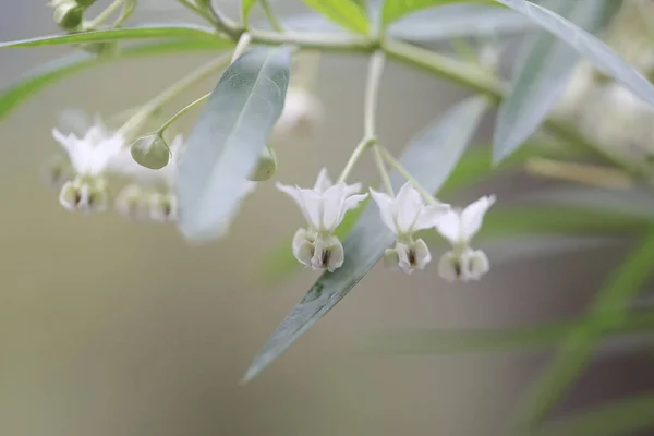 Bílá Barva Roztomilé Květiny Gomphocarpus Physocarpus — Stock fotografie