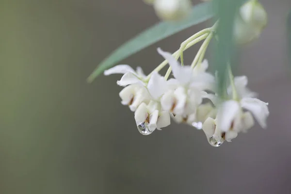 Cor Branca Flores Bonitos Gomphocarpus Physocarpus — Fotografia de Stock