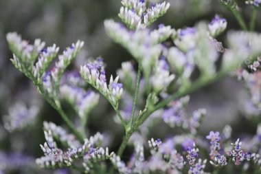 Provence 'de gün batımında bir lavanta çiçeği
