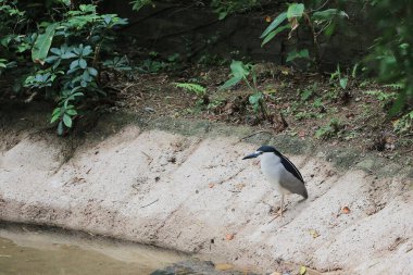 Siyah taçlandırılmış Gece Balıkçıl yetişkin kuş tünemiş