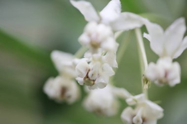 Beyaz renkli şirin çiçekler, Gomphocarpus physocarpus.