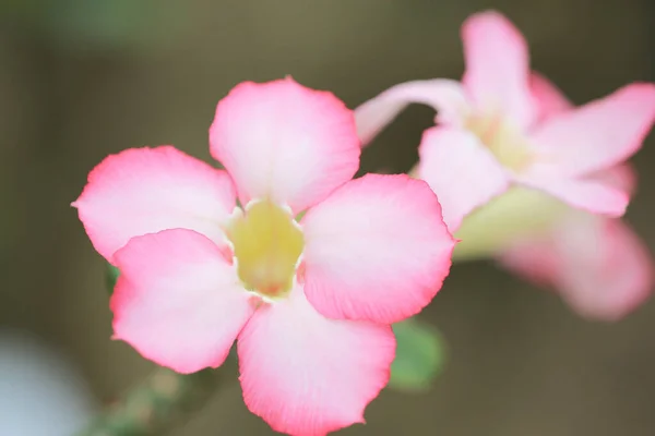 Την Εικόνα Έννοιας Της Φύσης Λουλούδι Και Φυτά — Φωτογραφία Αρχείου