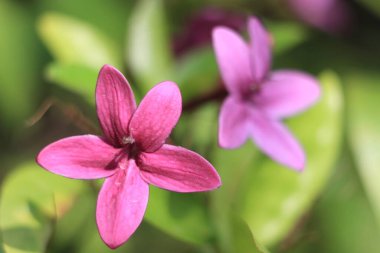 Pseuderthemum laksiflorum, doğa konsepti imajı.