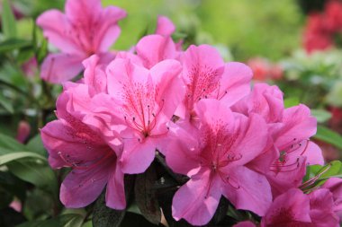 Rododendronlar ve açelyalar ön bahçemdeki bir açelya çalısı.